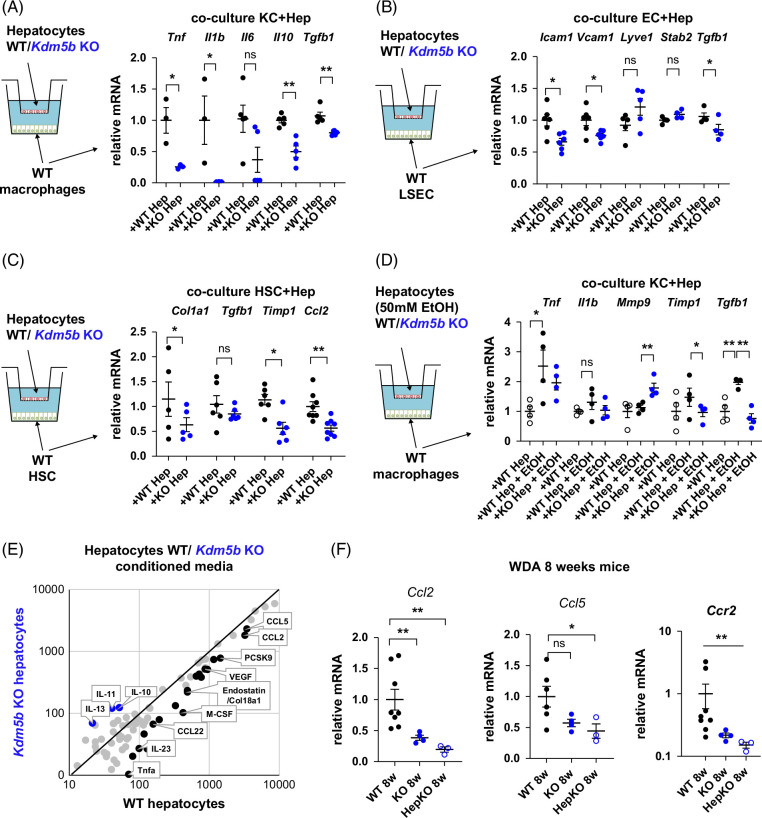 Alcohol-induced KDM5B activation in hepatocytes drives pathogenic cell-cell communication, leading to loss of liver function.