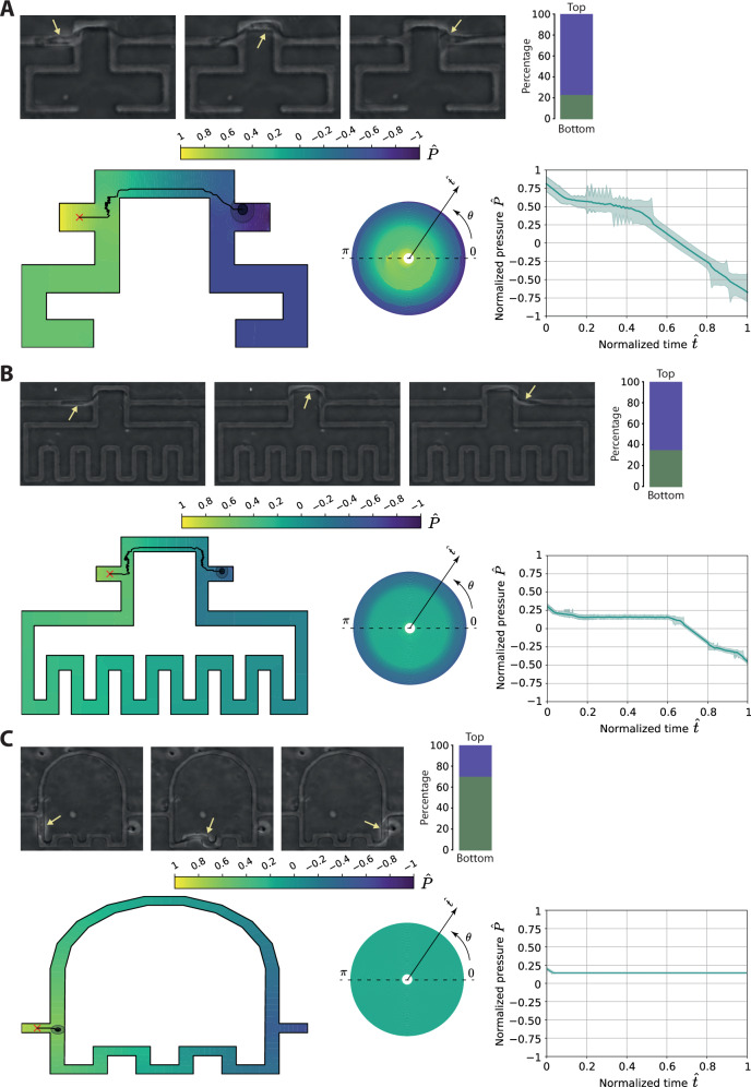Leveraging agent-based models and deep reinforcement learning to predict taxis in cell migration.