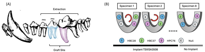 Evaluation of Hydroxyapatite-β-Tricalcium Phosphate Collagen Composites for Socket Preservation in a Canine Model.