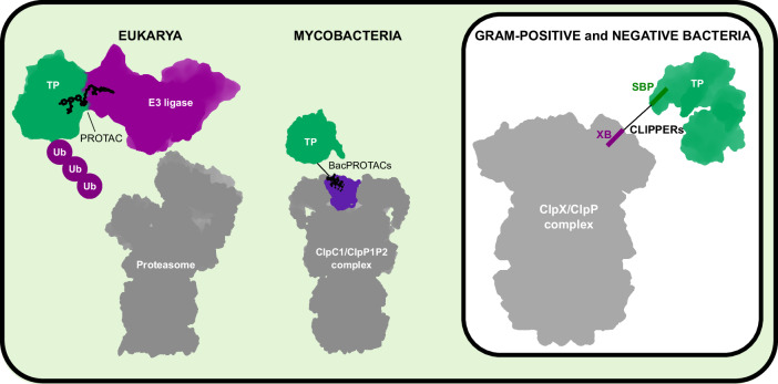 CLIPPERs - Clip the right protein - a new tool for targeted proteolysis in bacteria.