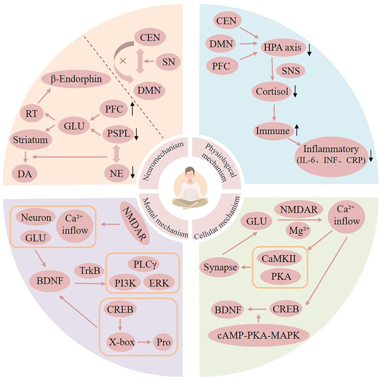Discussion on the Application of Mindfulness Therapy in the Treatment of Diabetic Peripheral Neuropathy: A Narrative Review.