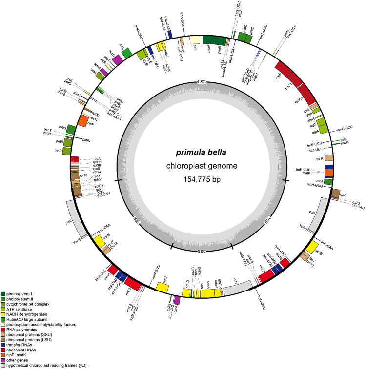 The complete chloroplast genome of <i>Primula bella</i> (Primulaceae): a species endemic to the Hengduan Mountains in China.