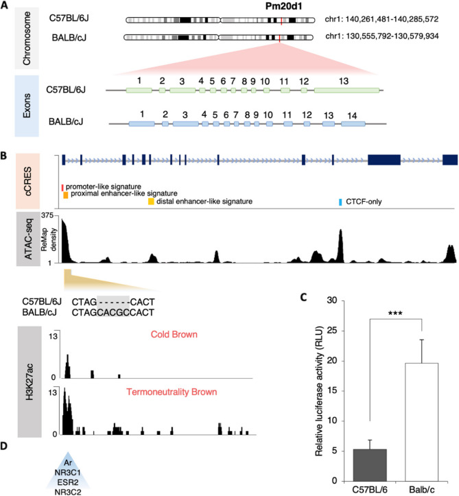 Bidirectional shifts in Pm20d1 expression impact thermogenesis and metabolism.