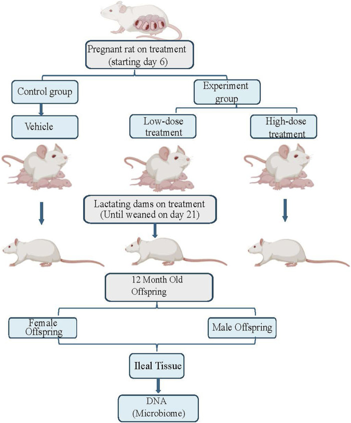 Gestational exposure to HIV drugs alters intestinal mucosa-associated microbial diversity in adult rat offspring.