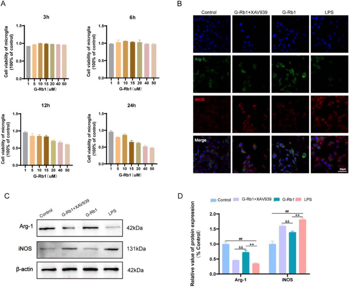 Ginsenoside Rb1 attenuates neuroflammation via activating Wnt/β-catenin signaling pathway to exert neuroprotective effect on cerebral ischemic-reperfusion injury.