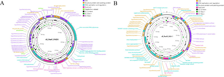 Lytic bacteriophages targeting multidrug-resistant Pseudomonas aeruginosa in Moschus berezovskii: isolation, characterization, and therapeutic efficacy against bacteremia.