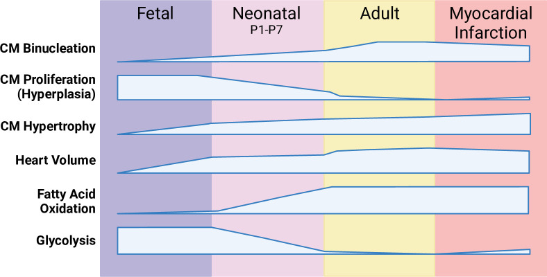 Transcriptional, proteomic and metabolic drivers of cardiac regeneration.