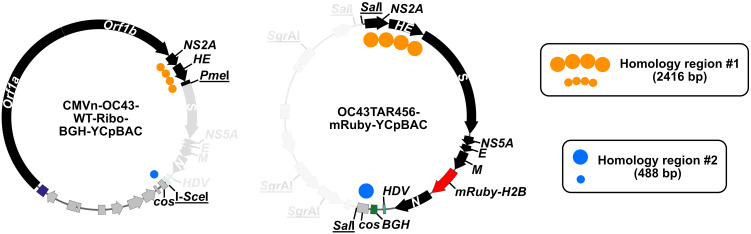Assembly and Mutagenesis of Human Coronavirus OC43 Genomes in Yeast via Transformation-Associated Recombination.