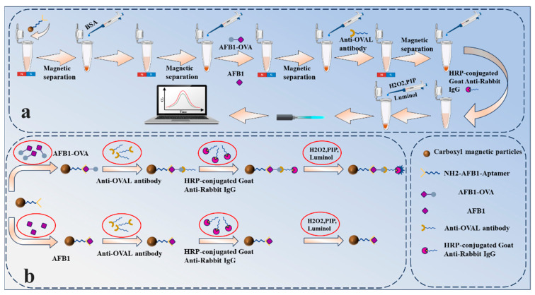 Development of a Novel Aptamer-Antibody Sandwich Chemiluminescent Biosensor and Its Application in the Detection of Aflatoxin B<sub>1</sub>.