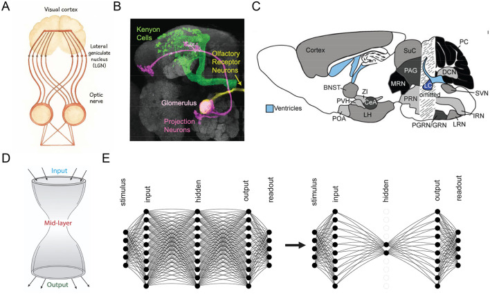 Non-negative connectivity causes bow-tie architecture in neural circuits.