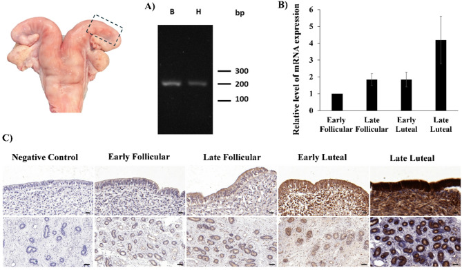 Haptoglobin as a supplement in in vitro embryo culture: a tool for improving bovine embryo development and quality.