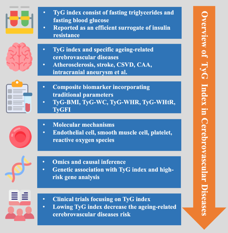 The triglyceride-glucose index: updating evidence from clinical settings to molecular mechanisms in ageing-related cerebrovascular diseases.