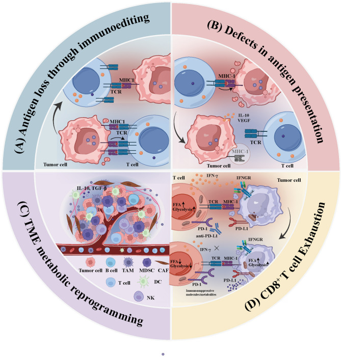 Immunotherapy resistance in non-small cell lung cancer: from mechanisms to therapeutic opportunities.