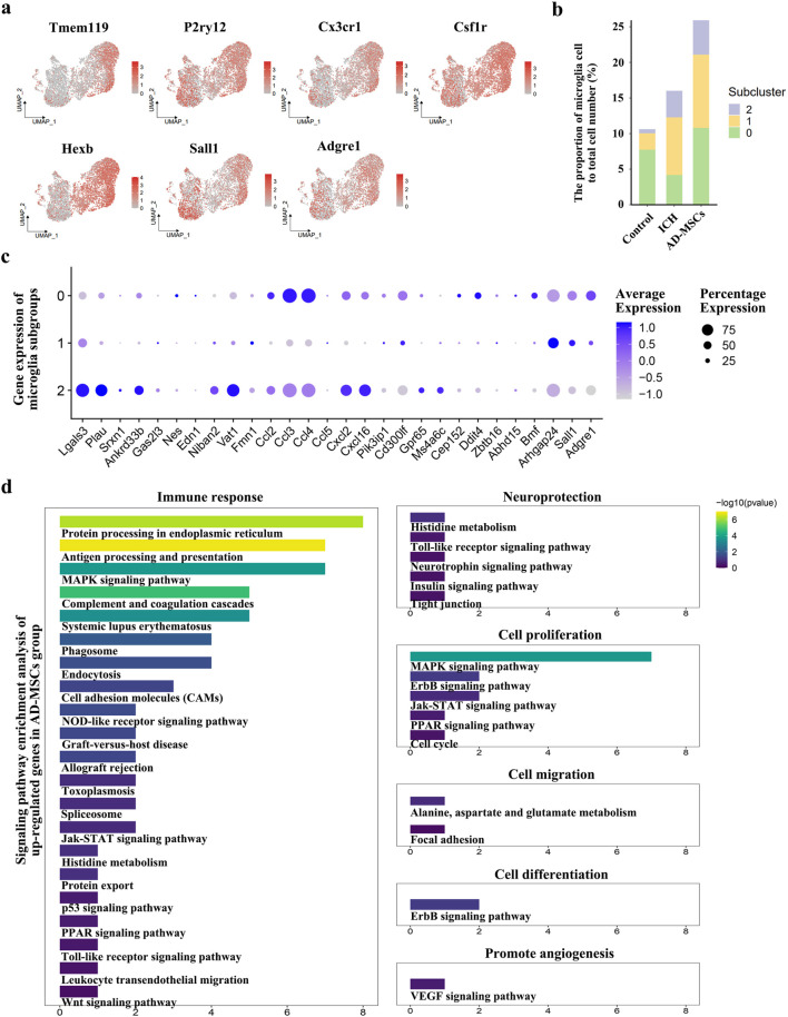 Csf1<sup>+</sup> AD-MSCs promote stroke repair by activating the resident microglia.