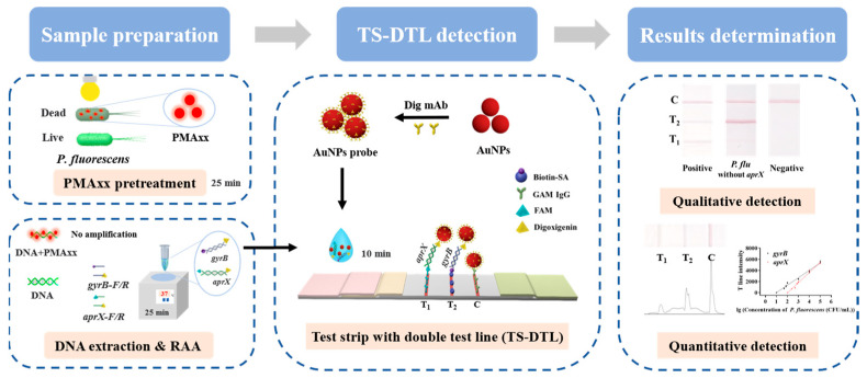 A Novel Sensitive Recombinase-Aided Amplification Integrated Test Strip for <i>Pseudomonas fluorescens</i> in Milk via Dual Gene Probes.