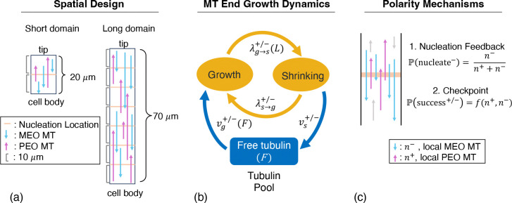 Nucleation feedback can drive establishment and maintenance of biased microtubule polarity in neurites.
