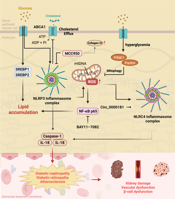 Immuno-metabolic diseases and therapeutics: molecular mechanisms via inflammasome signaling.