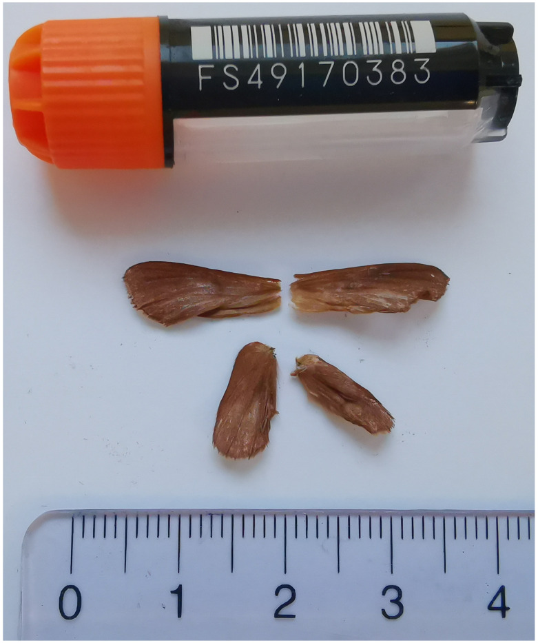 The genome sequence of <i>Malacosoma alpicola</i> Staudinger, 1871 (Lepidoptera: Lasiocampidae).