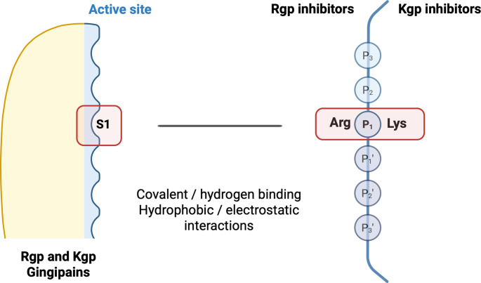 Gingipain inhibitors as an innovative therapy for periodontal and associated-systemic diseases: a systematic review.