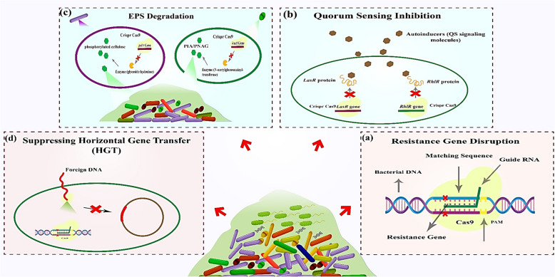 Innovative approaches to combat antibiotic resistance: integrating CRISPR/Cas9 and nanoparticles against biofilm-driven infections.
