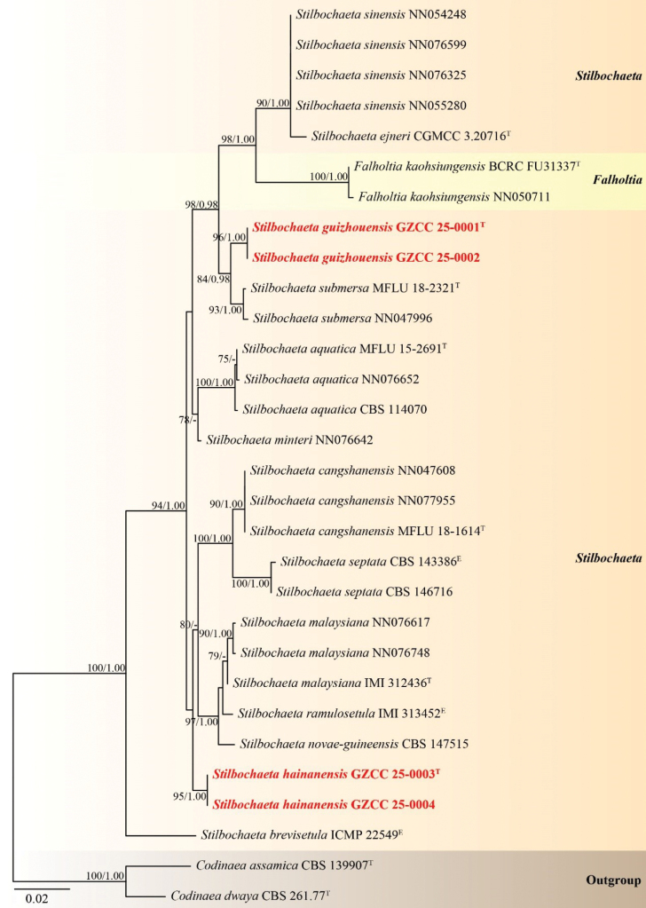 ﻿Two new species of <i>Stilbochaeta</i> (Chaetosphaeriaceae, Chaetosphaeriales) from freshwater and terrestrial habitats in China.