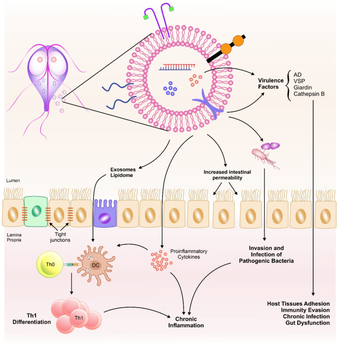 Extracellular vesicles in intestinal protozoa: hidden mediators of host-parasite communication.