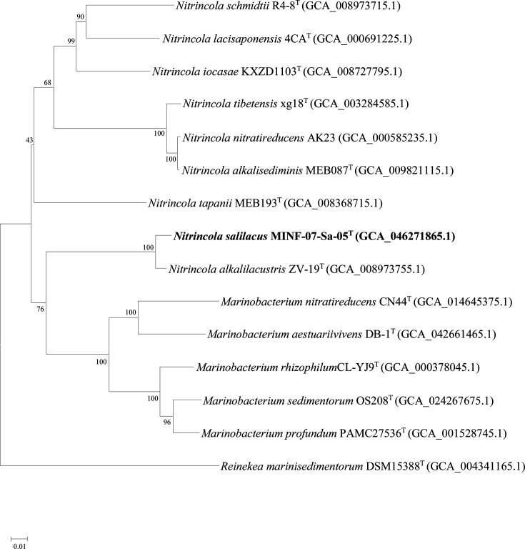 <i>Nitrincola salilacus</i> sp. nov., isolated from Niya Fish Salt Lake Sediment in Xinjiang, Northwest China.