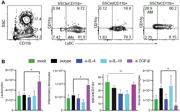 IL-4 and TGF-β regulate inflammatory cytokines and cellular infiltration in the lung and systemic IL-6 in mouse-adapted SARS-CoV-2 infection.