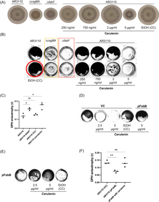 Not too rigid nor too wobbly: Defining an optimal membrane fluidity range essential for biofilm formation in <i>Escherichia coli</i>.