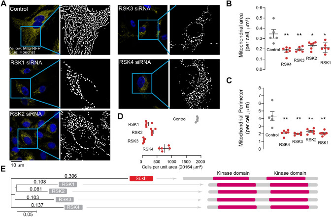 Loss of Drosophila ribosomal protein S6 kinase II causes mitochondrial dysfunction and cell death.