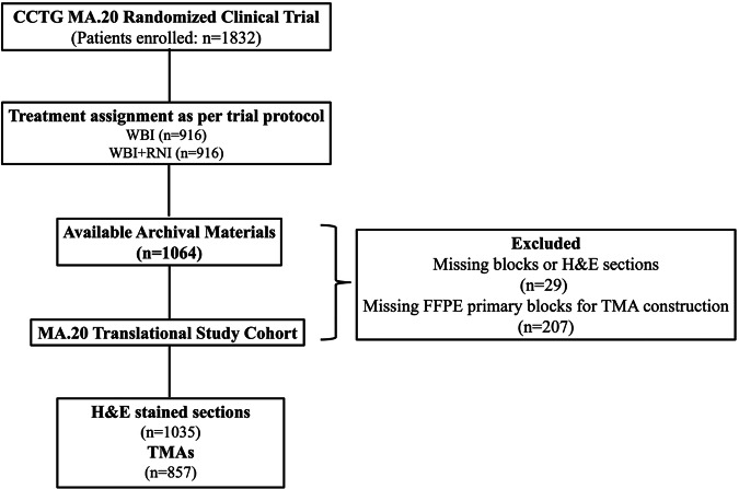 Prognostic and predictive capacity of tumor infiltrating lymphocytes in the MA.20 regional node radiotherapy trial.
