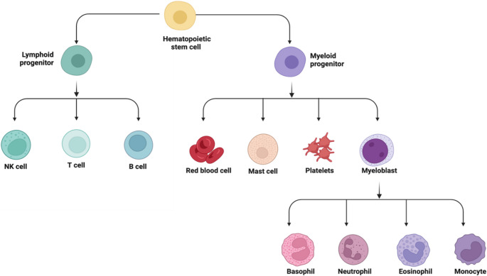 Wnt signaling - using the bloodstream to send a message.