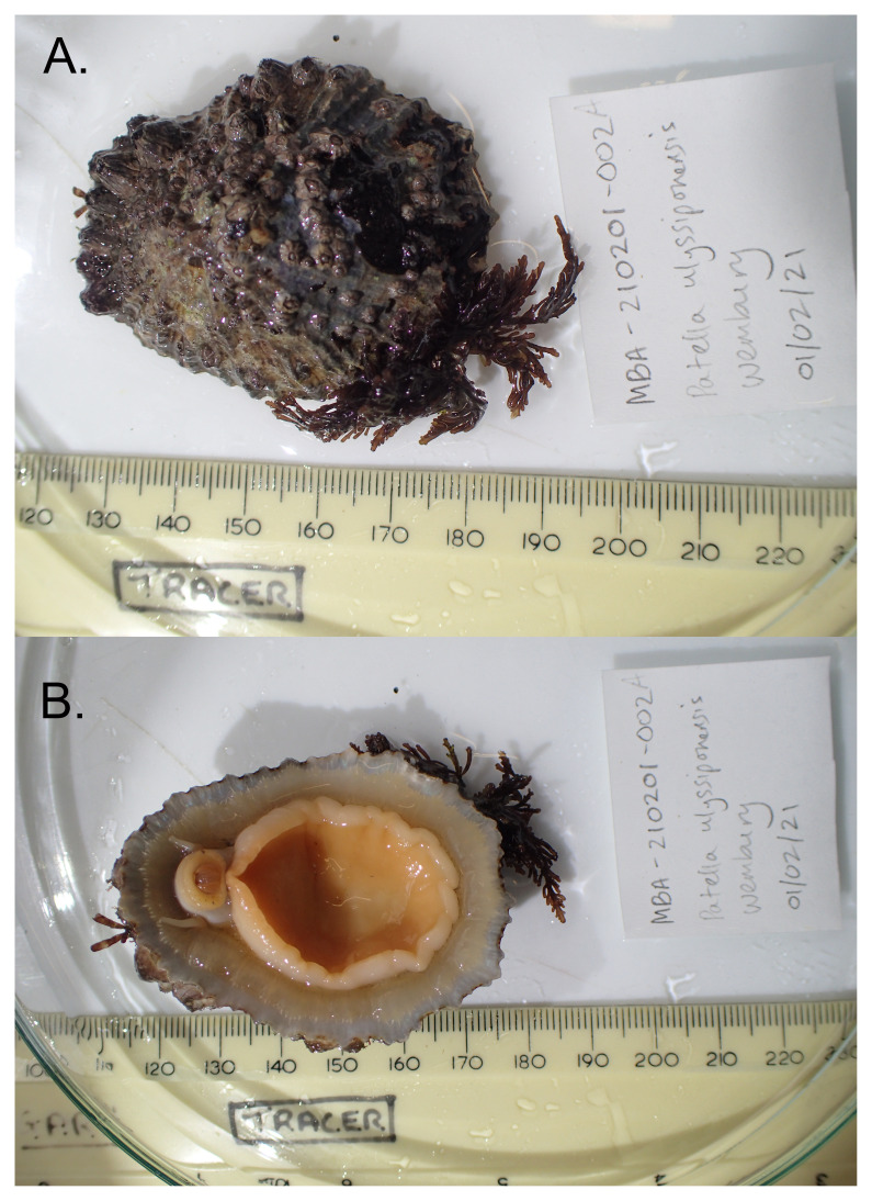 The genome sequence of the China Limpet, <i>Patella ulyssiponensis</i> Gmelin, 1791 (Patellidae).