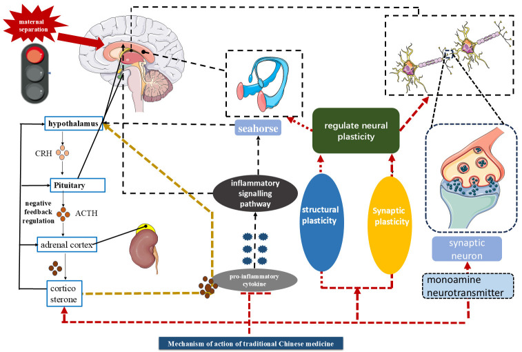 Progress in Molecular Mechanisms of Depression Induced by Mother-Infant Separation and Intervention of Traditional Chinese Medicine.