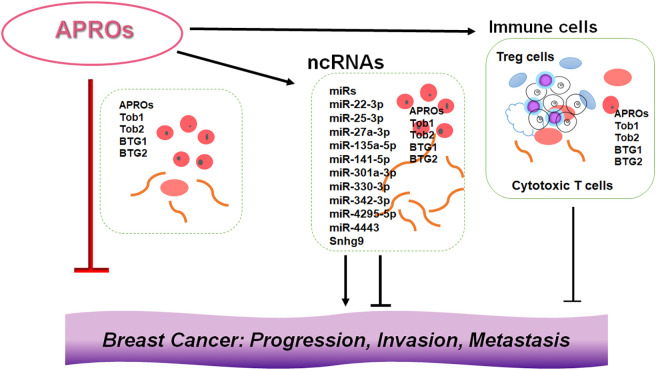 Association among Noncoding-RNAs, APRO Family Proteins, and Gut Microbiota in the Development of Breast Cancer.