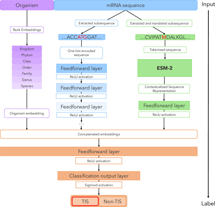 NetStart 2.0: prediction of eukaryotic translation initiation sites using a protein language model.