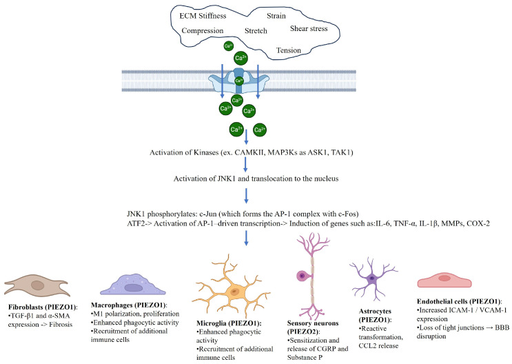 PIEZO Channels in Mechano-Inflammation: Gatekeepers of Neuroimmune Crosstalk.