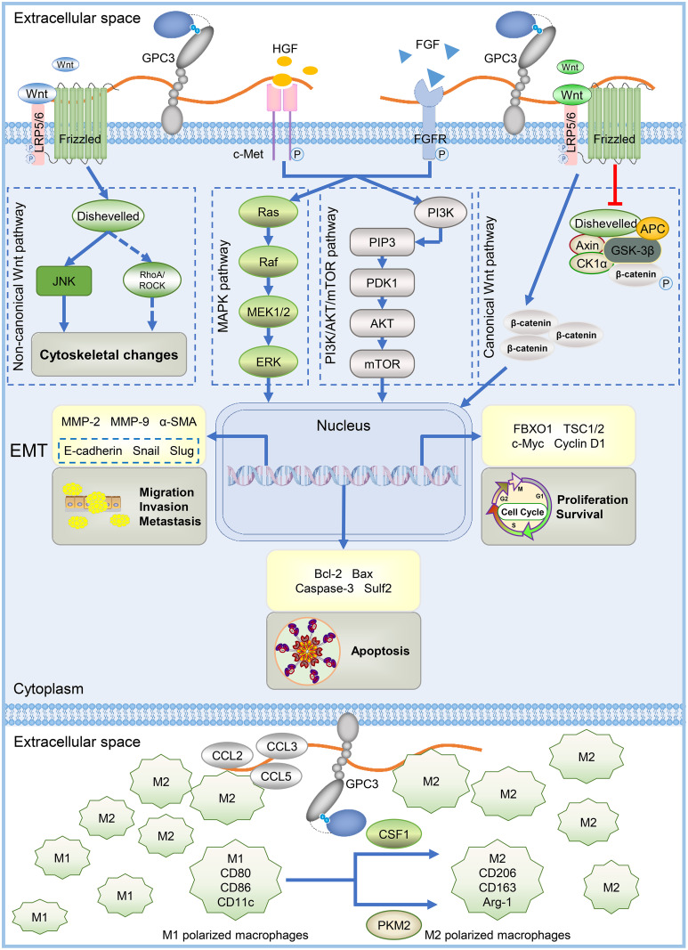 Targeting Glypican-3 for Liver Cancer Therapy: Clinical Applications and Detection Methods.