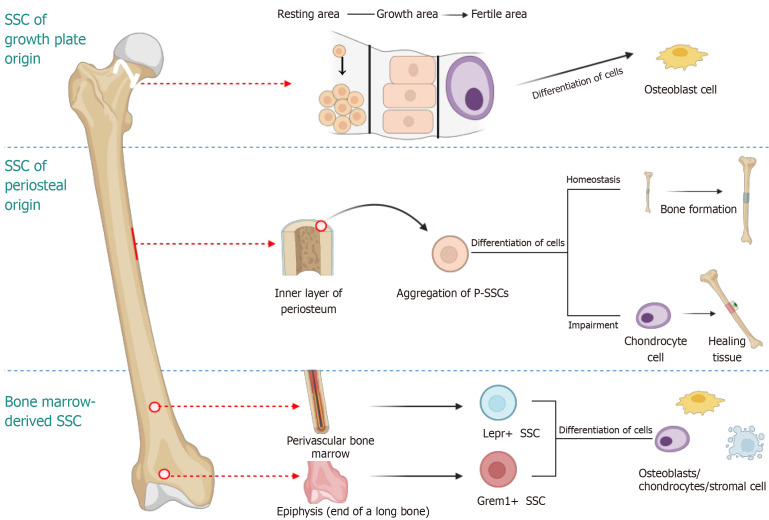 Skeletal stem cells, a new direction for the treatment of bone and joint diseases.