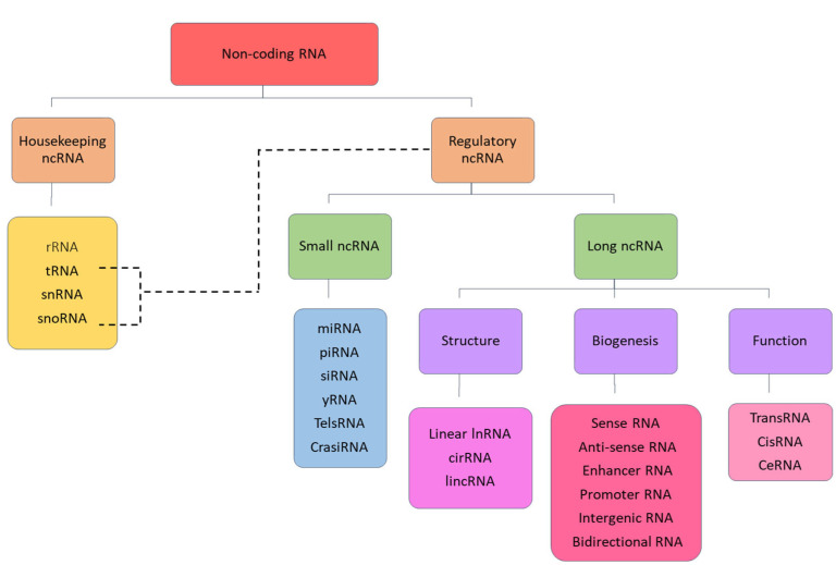The Role of Non-Coding RNAs in the Regulation of Oncogenic Pathways in Breast and Gynaecological Cancers.
