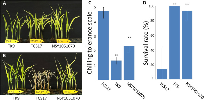 Identification and Candidate Gene Analysis of qCTS11-TK9, a Novel Major Quantitative Trait Locus Associated with Chilling Tolerance in Rice Seedlings.