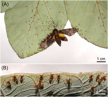 Foraging by predatory ants: A review.
