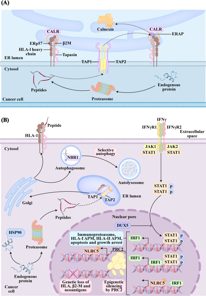 Immunotherapy resistance in non-small cell lung cancer: from mechanisms to therapeutic opportunities.