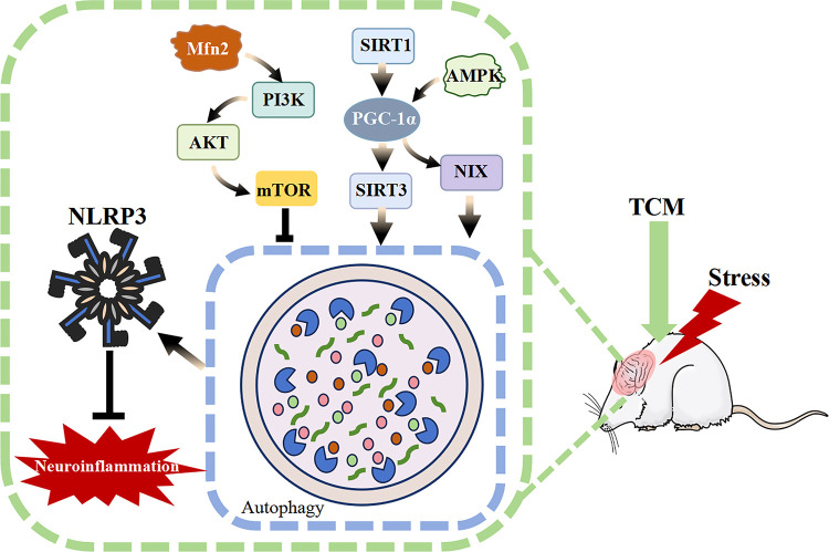 Molecular Mechanism of Antidepressant Effects of Active Ingredients in Traditional Chinese Medicine: The Role of Autophagy.