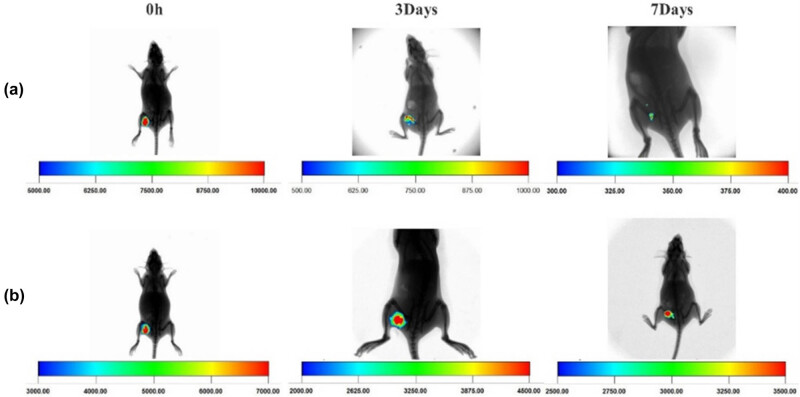Experimental study on salmon demineralized bone matrix loaded with recombinant human bone morphogenetic protein-2: <i>In vitro</i> and <i>in vivo</i> study.