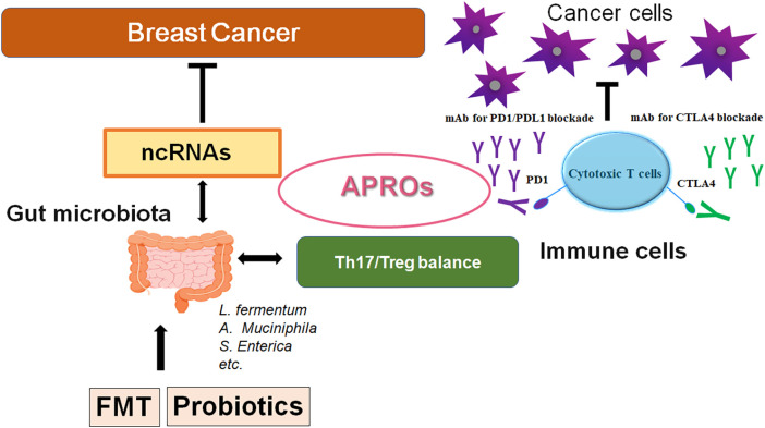 Association among Noncoding-RNAs, APRO Family Proteins, and Gut Microbiota in the Development of Breast Cancer.