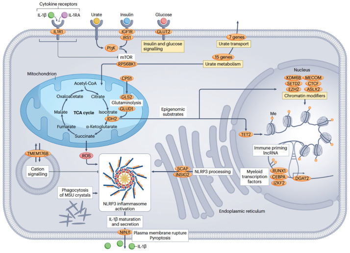 The genetics of gout: translation into clinical practice.