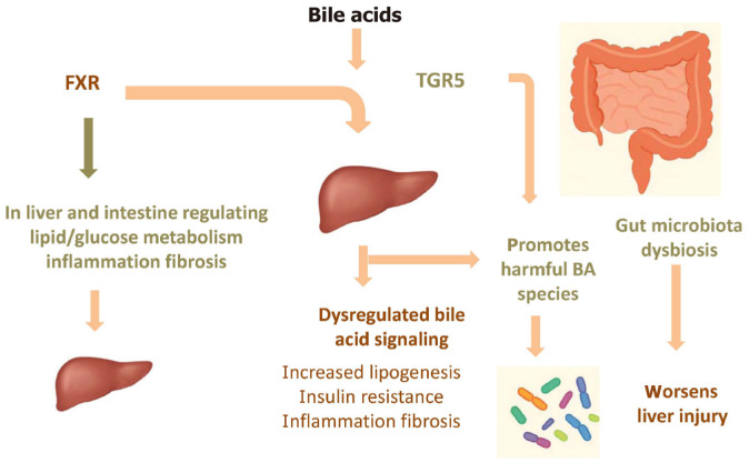 Bile acids in metabolic dysfunction-associated steatotic liver disease.