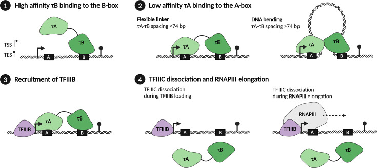 Should I stay or should I go: TFIIIC as assembly factor and barrier in RNA polymerase III transcription.