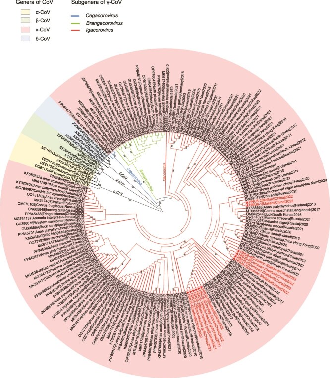 Sustained cross-species transmission of gammacoronavirus in wild birds revealed by viral characterization in China.